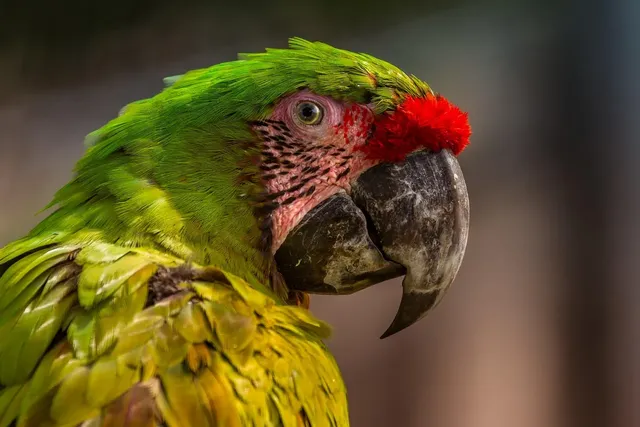 drone parrot picture quality What drones for beginners ?