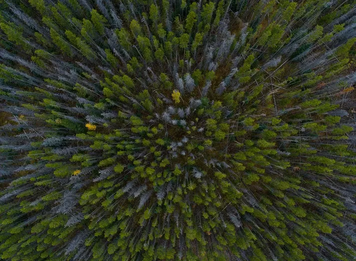 danbilzerian 914x1024 Millionare Man and his Bikini Girls Shoot Drones on the sky