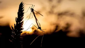 Project Premonition aims to use mosquitoes, drones, cloud computing to prevent disease outbreaks Ethan Jackson Project Premonition 300x1691 Project Premonition aims to use mosquitoes, drones, cloud computing to prevent disease outbreaks